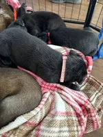 Link Pink Collar, a female Belgian Malinois for sale in Dade City, FL – Photo 6 of 9