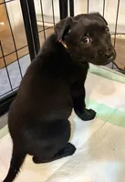 Light Pink Collar, a female Belgian Malinois for sale in Dade City, FL – Photo 7 of 9