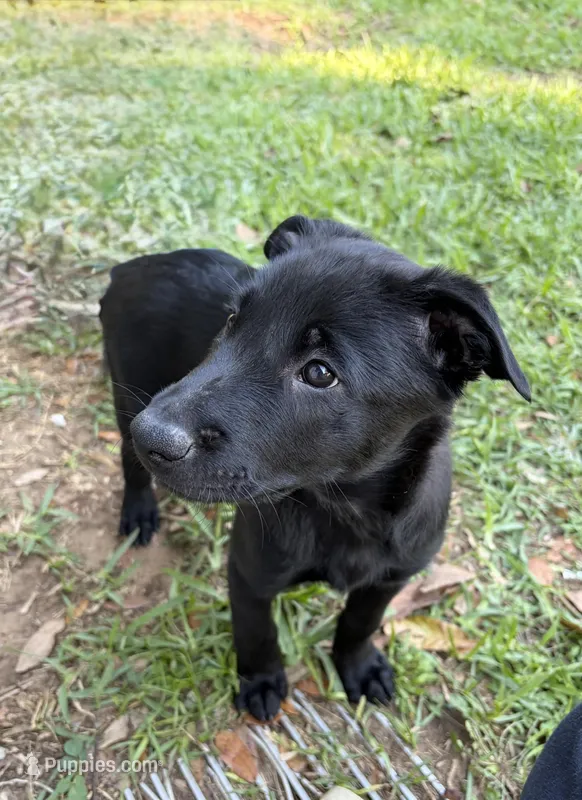 Light Pink Collar – Belgian Malinois puppy for sale in Dade City, FL