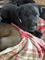 Link Pink Collar, a female Belgian Malinois for sale in Dade City, FL – Photo 1 of 9