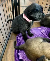 Link Pink Collar, a female Belgian Malinois for sale in Dade City, FL – Photo 7 of 9