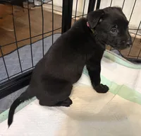 Light Pink Collar, a female Belgian Malinois for sale in Dade City, FL – Photo 9 of 9