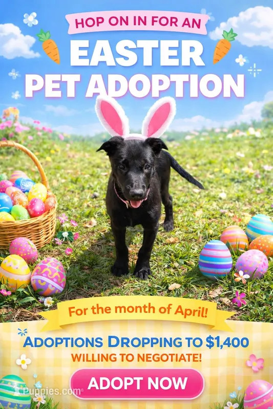 Light Pink Collar – Belgian Malinois puppy for sale in Dade City, FL