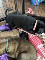 Link Pink Collar, a female Belgian Malinois for sale in Dade City, FL – Photo 4 of 9