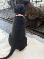 Link Pink Collar, a female Belgian Malinois for sale in Dade City, FL – Photo 3 of 9