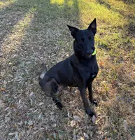Red Collar, a female Belgian Malinois for sale in Dade City, FL – Photo 5 of 6