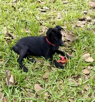 Red Collar, a female Belgian Malinois for sale in Dade City, FL – Photo 4 of 9