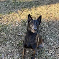 Red Collar, a female Belgian Malinois for sale in Dade City, FL – Photo 8 of 9