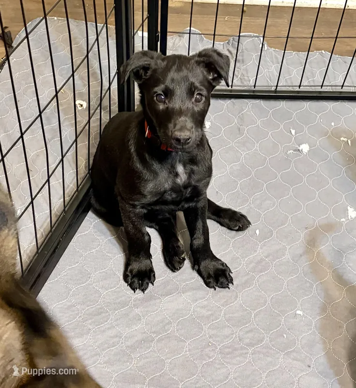 Red Collar – Belgian Malinois puppy for sale in Dade City, FL