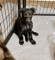 Red Collar, a female Belgian Malinois for sale in Dade City, FL – Photo 6 of 9