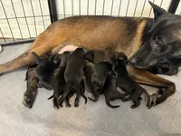 Red Collar, a female Belgian Malinois for sale in Dade City, FL – Photo 4 of 6