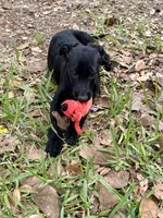 Red Collar, a female Belgian Malinois for sale in Dade City, FL – Photo 3 of 9