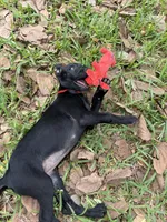 Red Collar, a female Belgian Malinois for sale in Dade City, FL – Photo 5 of 9