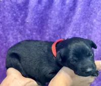 Red Collar, a female Belgian Malinois for sale in Dade City, FL – Photo 2 of 6