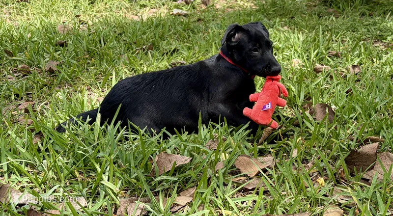 Red Collar – Belgian Malinois puppy for sale in Dade City, FL