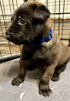 Blue Collar, a male Belgian Malinois for sale in Dade City, FL – Photo 2 of 7