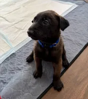 Blue Collar, a male Belgian Malinois for sale in Dade City, FL – Photo 3 of 7