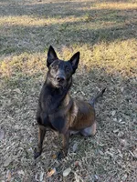 Blue Collar, a male Belgian Malinois for sale in Dade City, FL – Photo 7 of 7