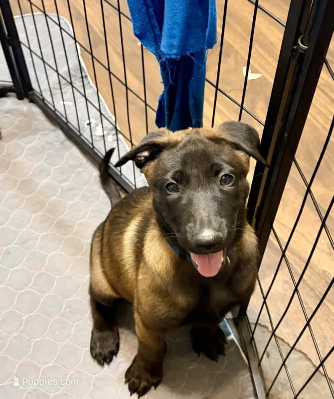 Blue Collar – Belgian Malinois puppy for sale in Dade City, FL