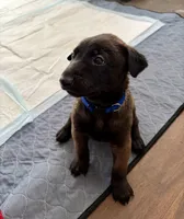 Blue Collar, a male Belgian Malinois for sale in Dade City, FL – Photo 4 of 7