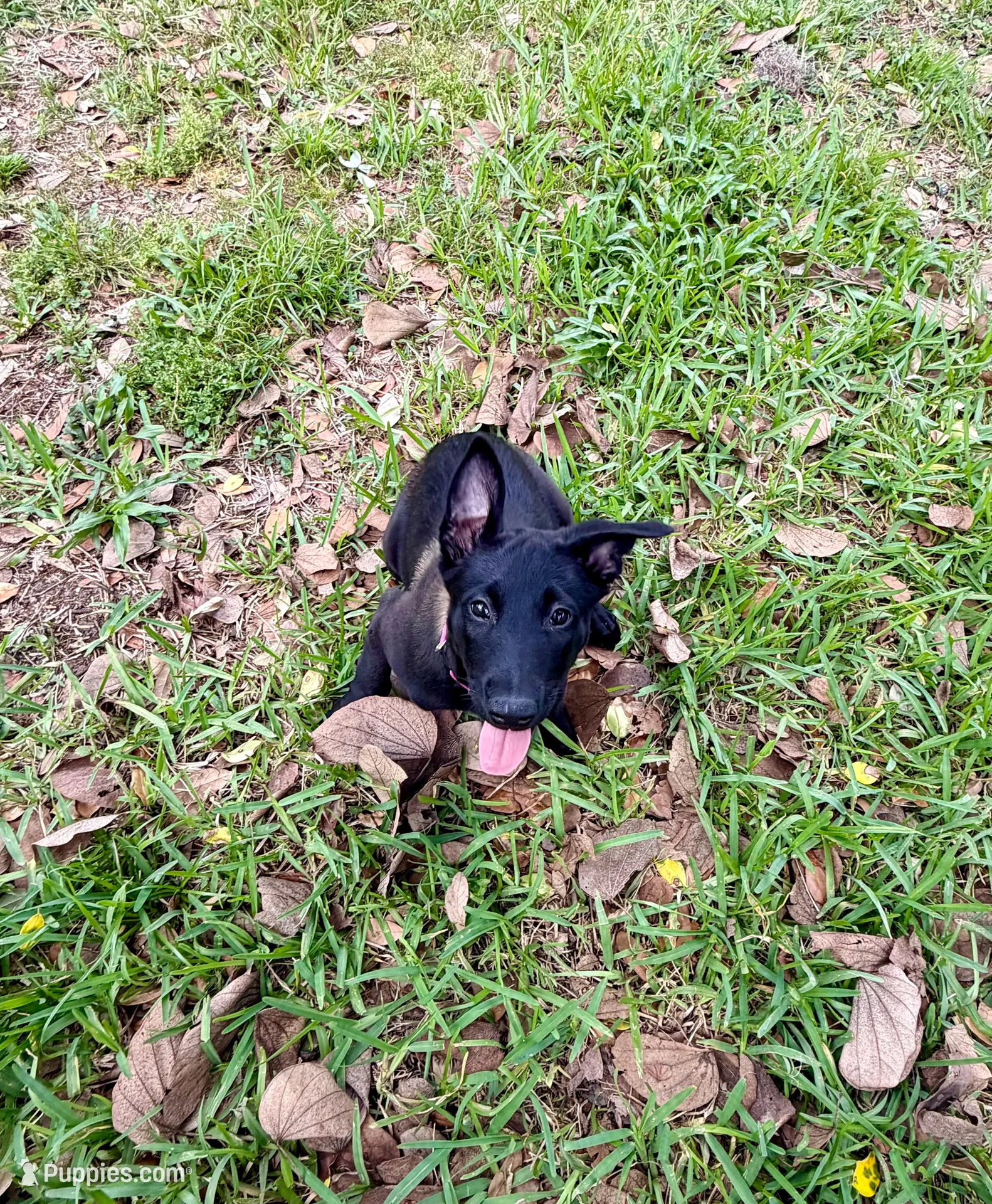 Hot Pink Collar, a female Belgian Malinois for sale in Dade City, FL – Photo 3 of 8