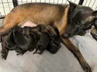 Orange Collar, a male Belgian Malinois for sale in Dade City, FL – Photo 3 of 5