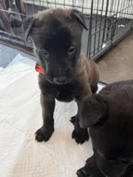 Orange Collar, a male Belgian Malinois for sale in Dade City, FL – Photo 2 of 5