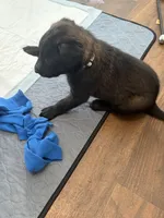 Beige Collar, a female Belgian Malinois for sale in Dade City, FL – Photo 2 of 8