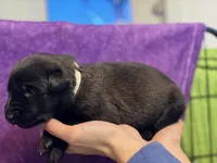 Beige Collar, a female Belgian Malinois for sale in Dade City, FL – Photo 1 of 8