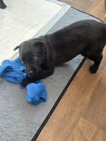 Beige Collar, a female Belgian Malinois for sale in Dade City, FL – Photo 3 of 8