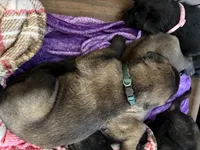 Green Collar, a male Belgian Malinois for sale in Dade City, FL – Photo 3 of 6