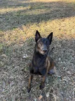 Green Collar, a male Belgian Malinois for sale in Dade City, FL – Photo 5 of 6