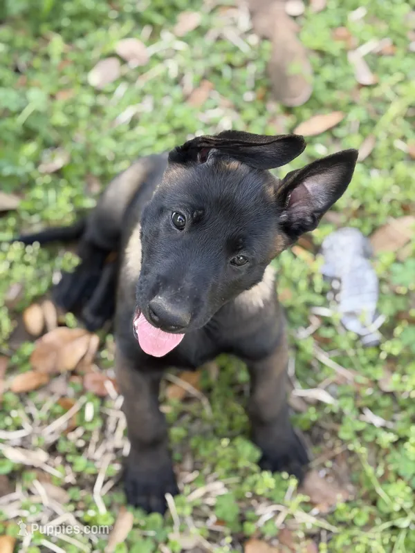 Green Collar – Belgian Malinois puppy for sale in Dade City, FL