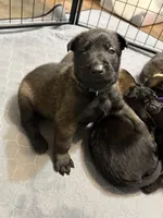 Green Collar, a male Belgian Malinois for sale in Dade City, FL – Photo 2 of 6