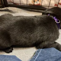 Purple Collar female, a female Belgian Malinois for sale in Dade City, FL – Photo 6 of 9