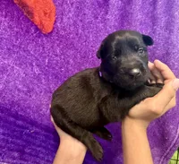 Purple Collar, a female Belgian Malinois for sale in Dade City, FL – Photo 2 of 7