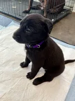 Purple Collar, a female Belgian Malinois for sale in Dade City, FL – Photo 1 of 7