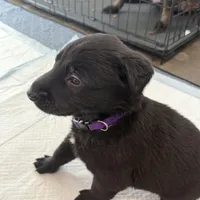 Purple Collar female, a female Belgian Malinois for sale in Dade City, FL – Photo 5 of 9