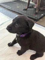 Purple Collar, a female Belgian Malinois for sale in Dade City, FL – Photo 3 of 7