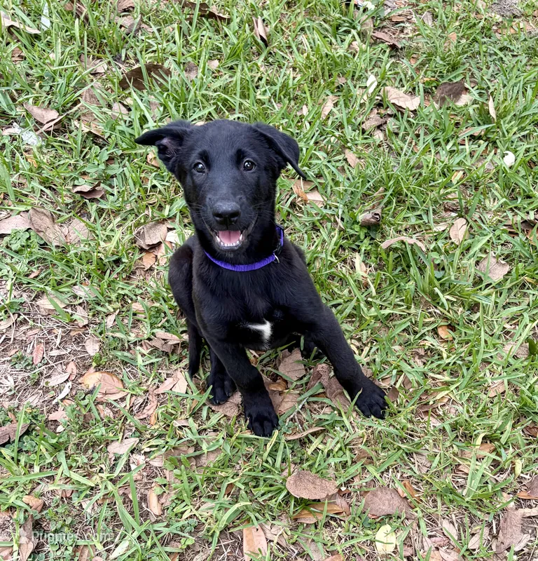Purple Collar female – Belgian Malinois puppy for sale in Dade City, FL