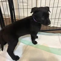 Purple Collar female, a female Belgian Malinois for sale in Dade City, FL – Photo 8 of 9