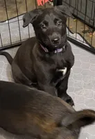 Purple Collar female, a female Belgian Malinois for sale in Dade City, FL – Photo 1 of 9