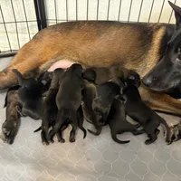 Purple Collar female, a female Belgian Malinois for sale in Dade City, FL – Photo 4 of 9