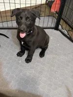 Purple Collar female, a female Belgian Malinois for sale in Dade City, FL – Photo 2 of 9