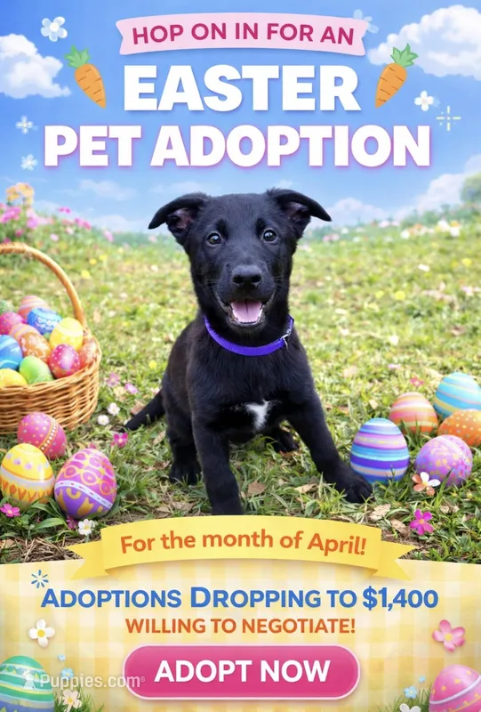 Purple Collar female – Belgian Malinois puppy for sale in Dade City, FL