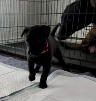 Hot Pink Collar, a female Belgian Malinois for sale in Dade City, FL – Photo 1 of 8