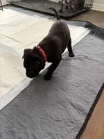 Hot Pink Collar, a female Belgian Malinois for sale in Dade City, FL – Photo 6 of 8