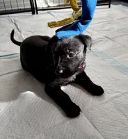 Hot Pink Collar, a female Belgian Malinois for sale in Dade City, FL – Photo 2 of 8