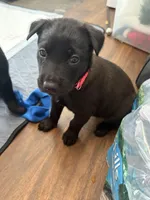 Hot Pink Collar, a female Belgian Malinois for sale in Dade City, FL – Photo 4 of 8