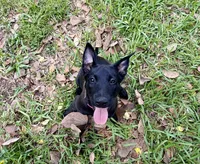 Hot Pink Collar, a female Belgian Malinois for sale in Dade City, FL – Photo 2 of 8